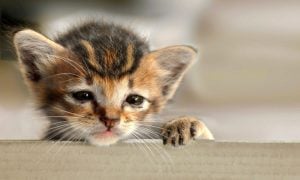 sad looking kitten