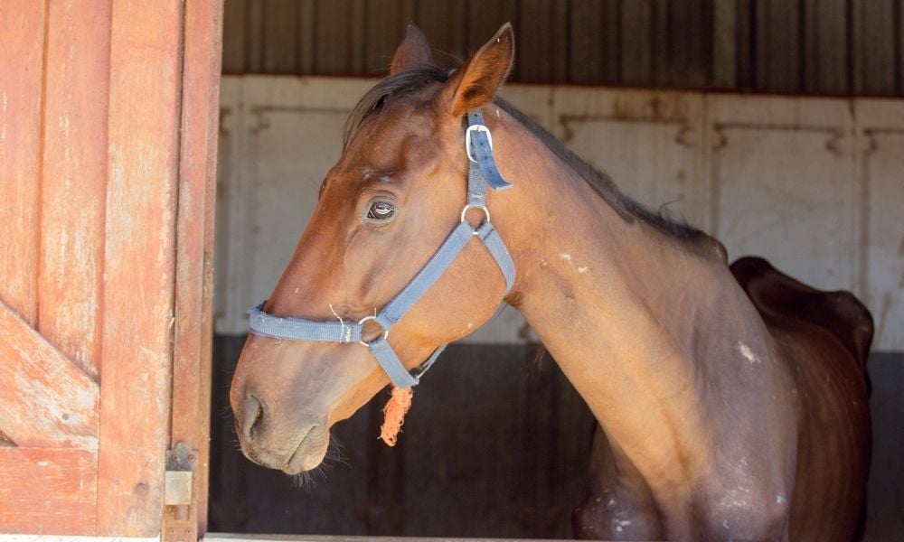 skinny horse in stable looking at the camera