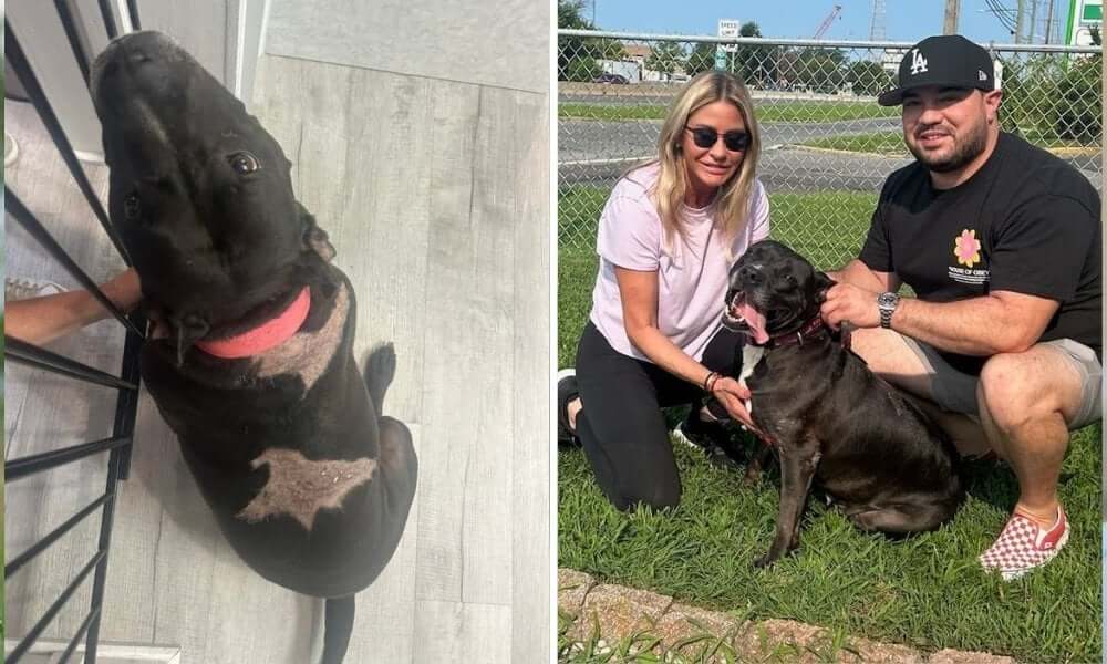 side-by-side: black dog with missing fur; black dog with man and woman