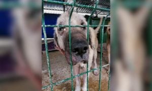 A dog in a Turkey shelter