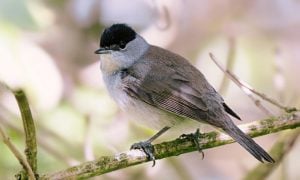 bird perching on branch