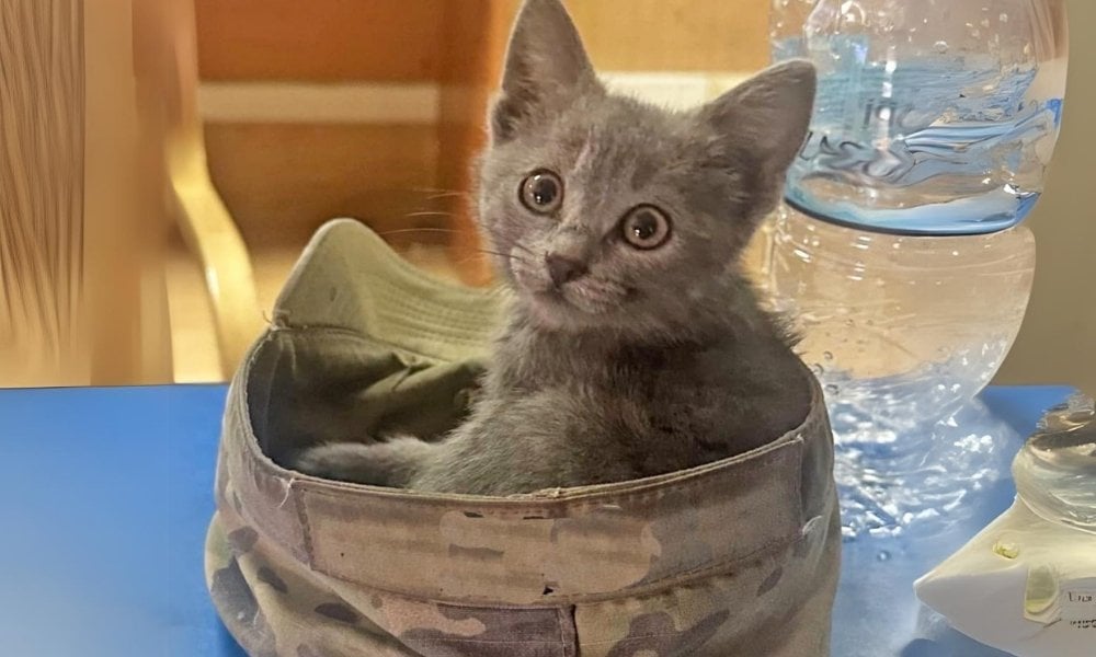 kitten in service member's hat