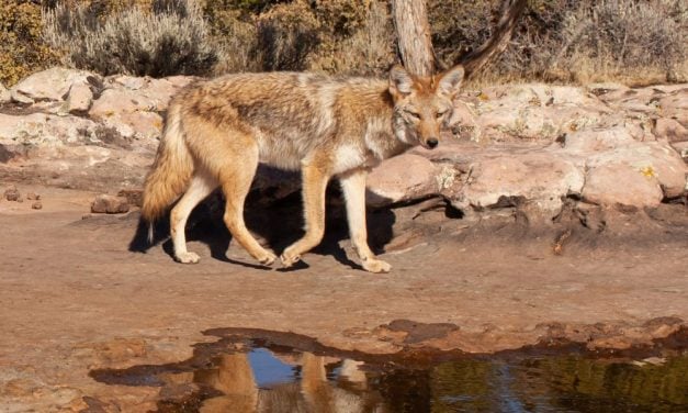 Endangered Santa Cruz River May Soon Become First Arizona Urban Wildlife Refuge