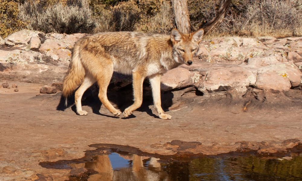 Coyote near water