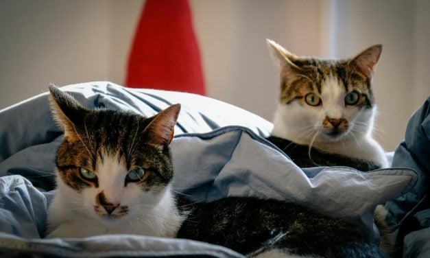 Cats Make Connections Between Pictures and Words, New Study Shows