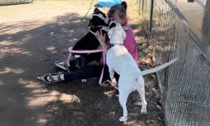 Woman hugs two dogs