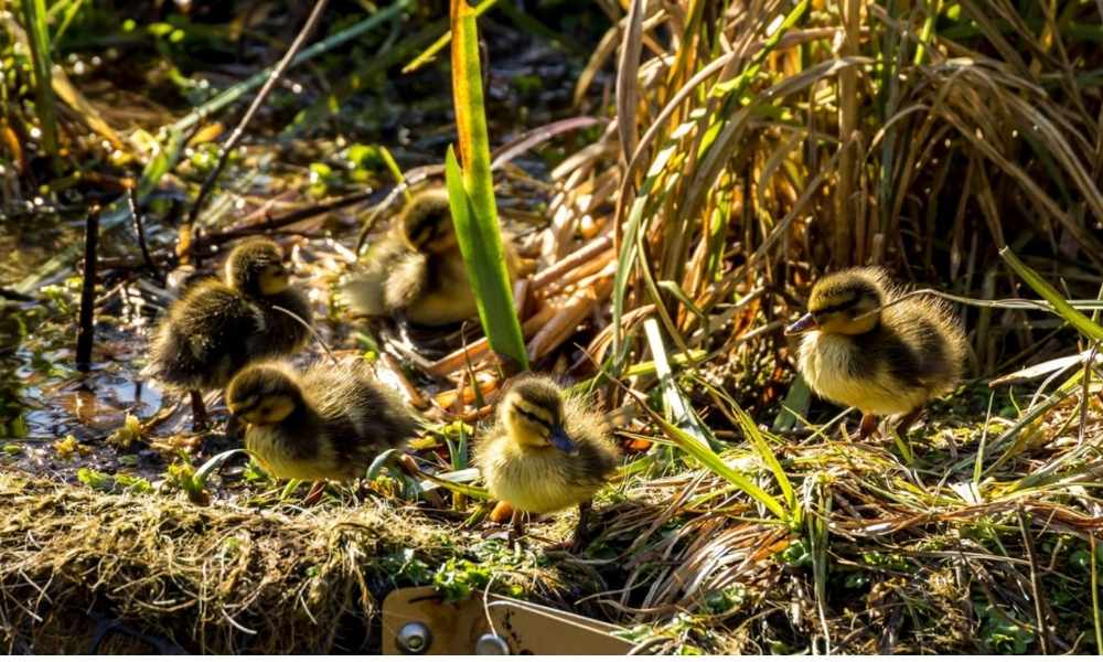 ducklings on island