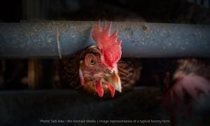 hen in cage