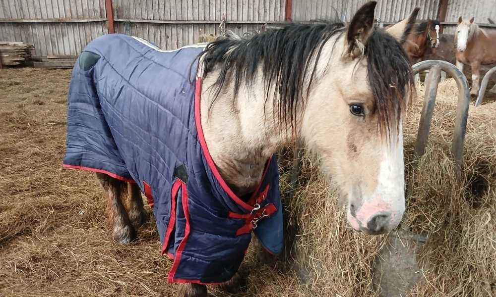 horse wrapped in blanket