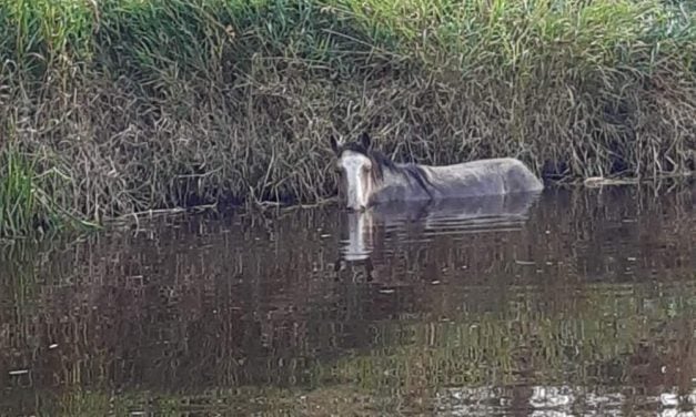 Horse Saved After Struggling For 24 Hours in River