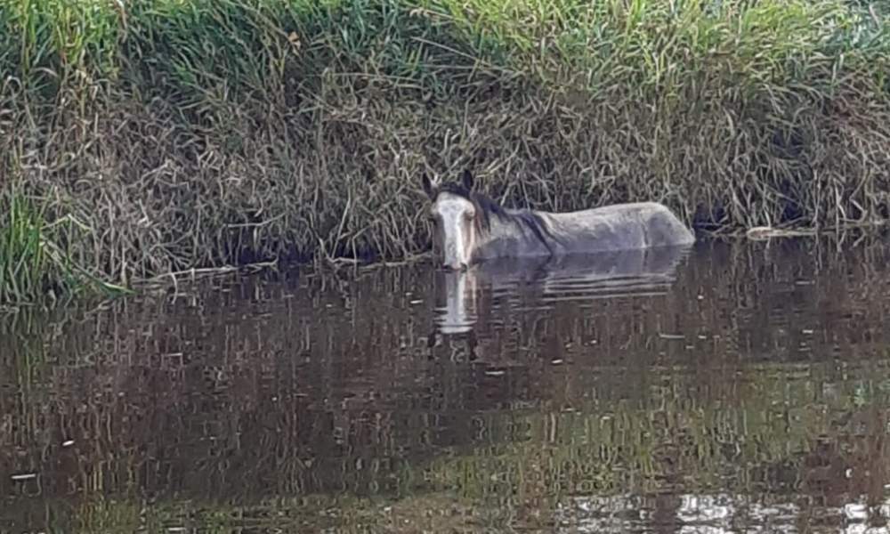 horse in water