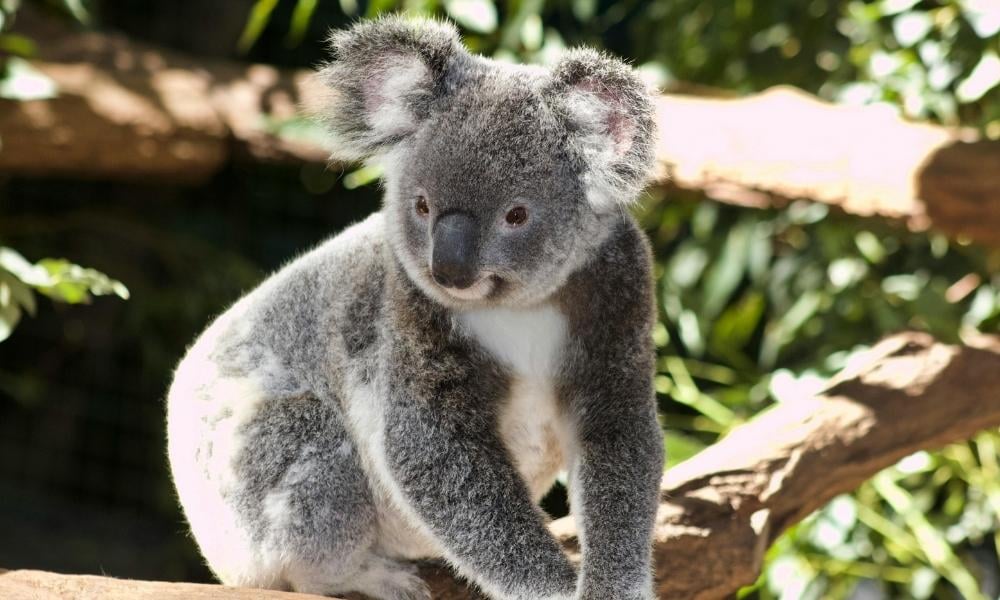 koala on tree branch