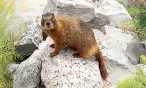 marmot on a rock