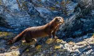 mink standing on rock