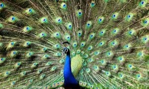 blue and green peacock