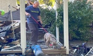 dog and firefighter surrounded by rubble