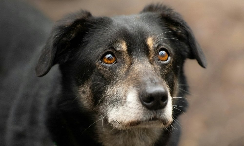 black dog with white muzzle