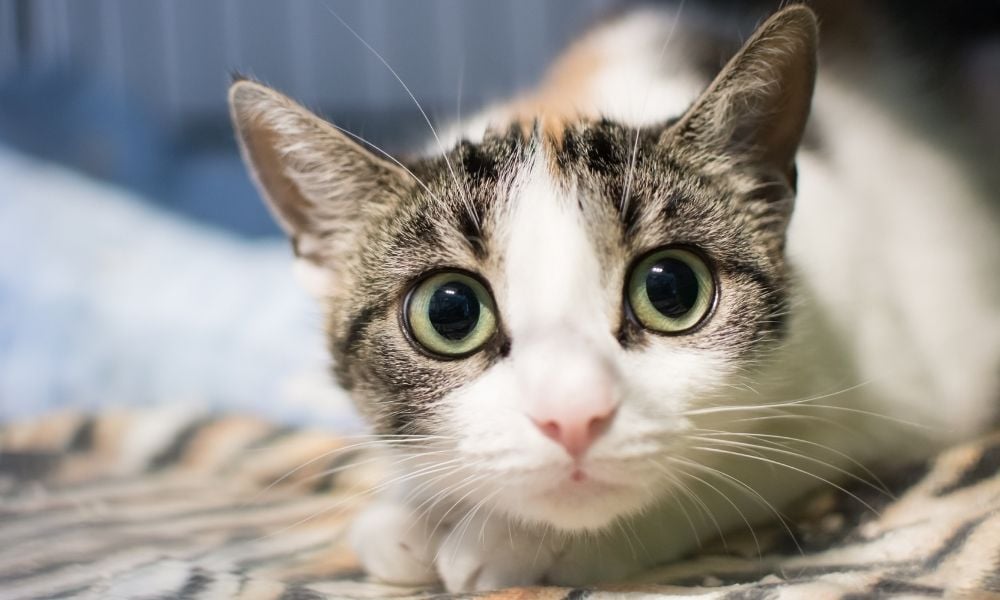 SIGN: Justice for Cats Found Dismembered & Dead in Apparent String of Violent Attacks