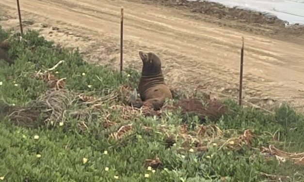 Sea Lion Stranded on California Highway Rescued by Patrol Officers