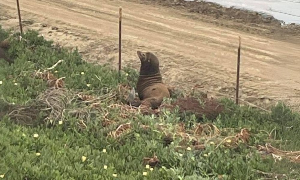 sea lion on side of highway