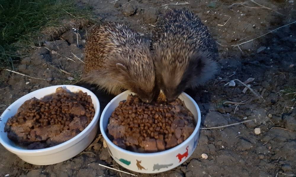 two hedgehogs eating