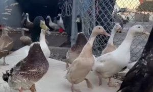 group of ducks by fence