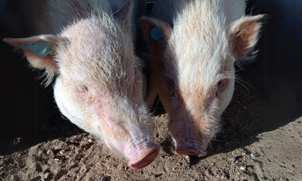 two Gottingen pigs in dirt