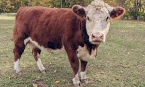 brown and white cow