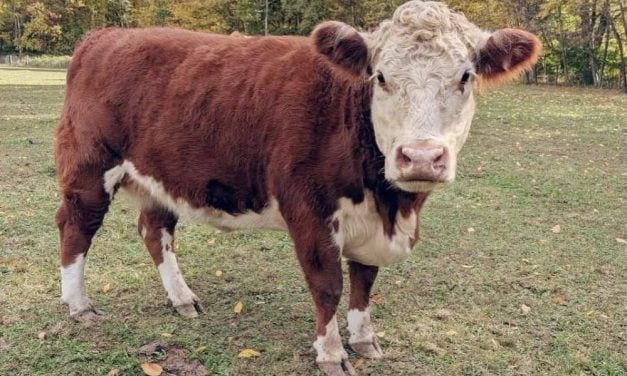 Runaway Cow Escapes Slaughter, Befriends Sanctuary Steer Who Helps Save Her