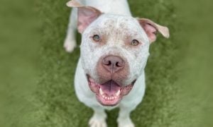 happy white pit bull