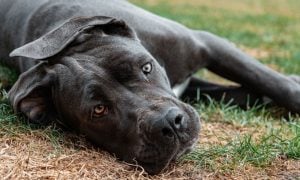 Cane Corso dog in grass