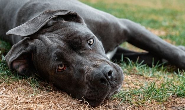 SIGN: Justice for Dog Stabbed Through Backyard Fence