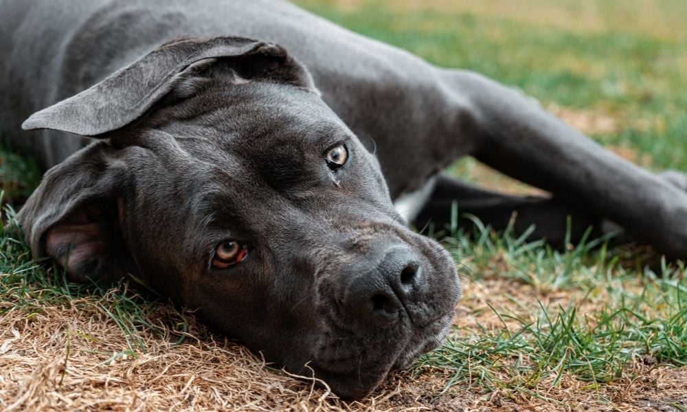 Cane Corso dog in grass