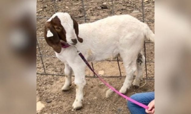 PETITION UPDATE: Cedar the Goat’s Family Wins $300K in Lawsuit After Animal Seized & Slaughtered