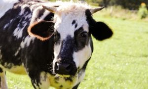 Black and White Cow