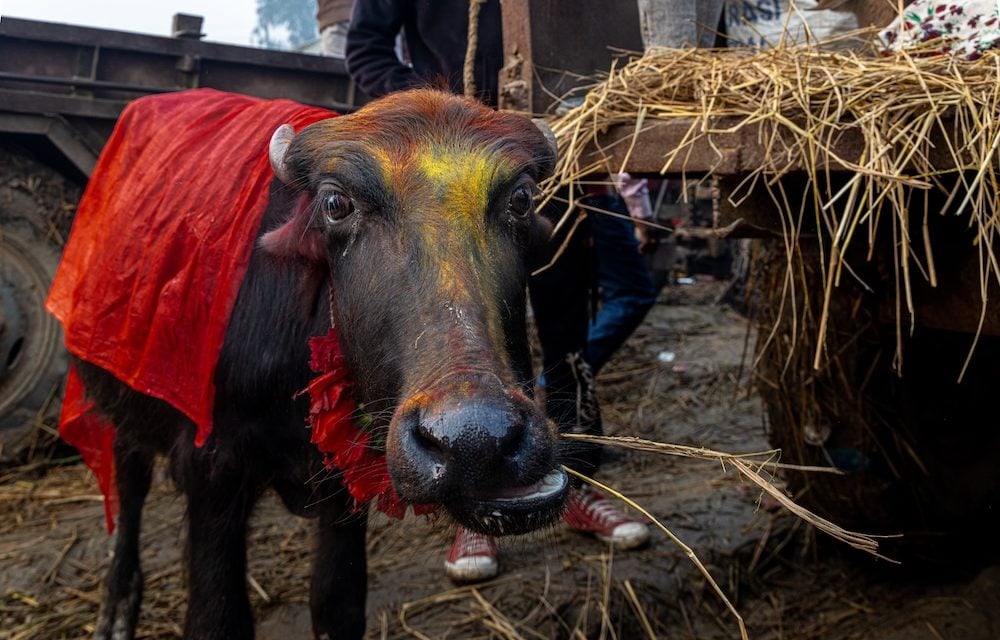 Gadhimai bull