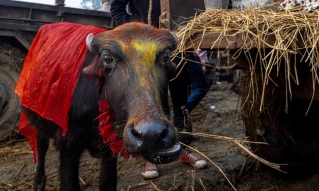 SIGN: Stop Mass Ritual Slaughter of Animals at Nepal’s Gadhimai Festival