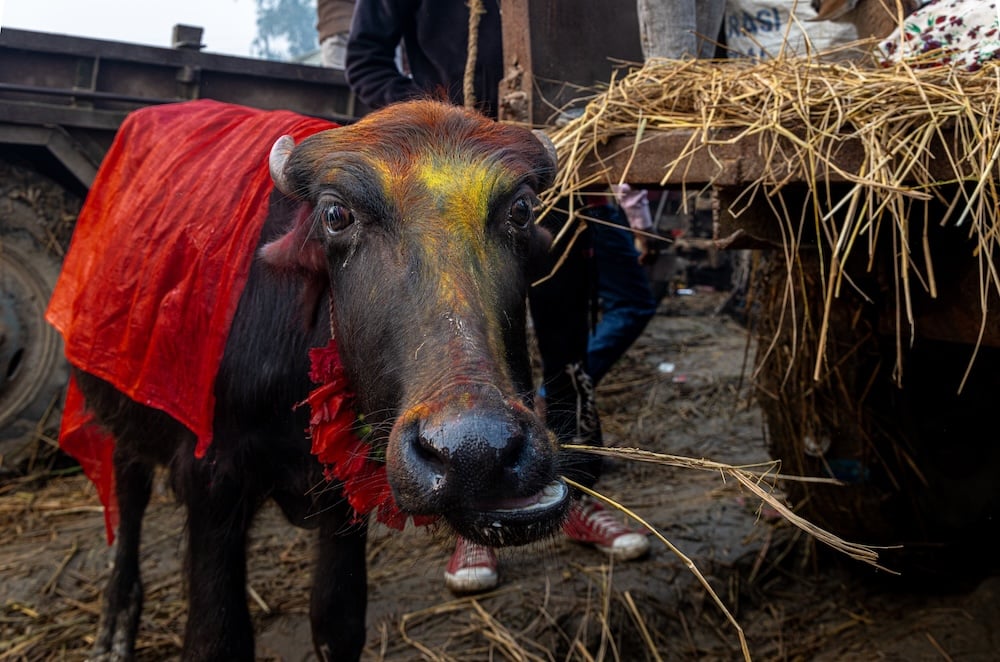 Gadhimai bull