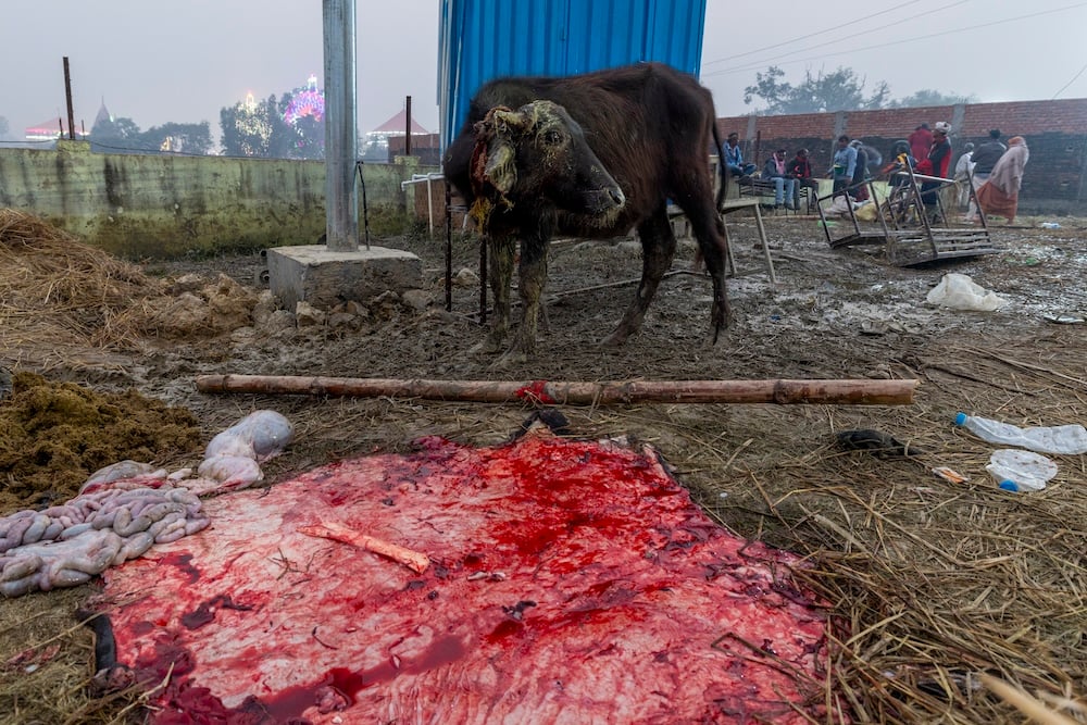 Gadhimai bull pool of blood