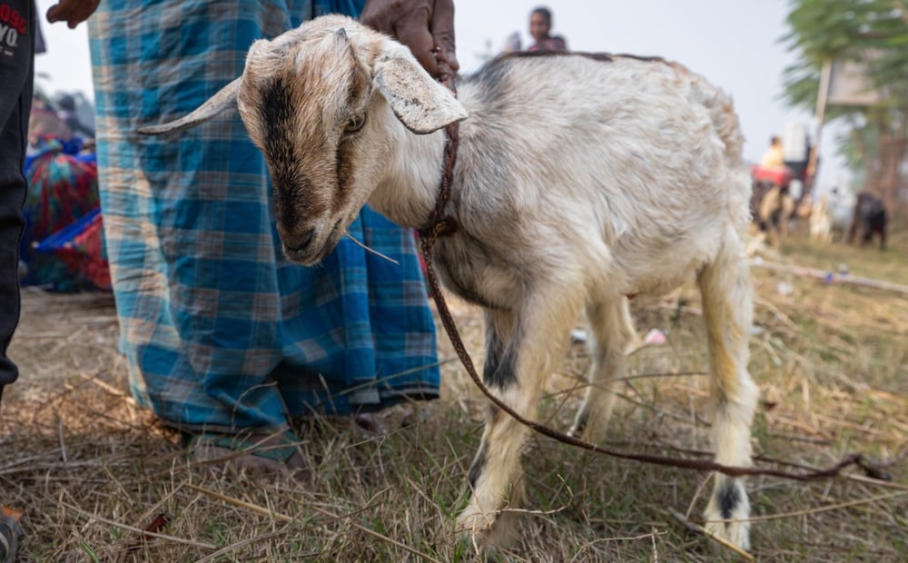 Gadhimai goat