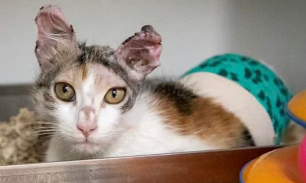 white, brown, and gray kitten with burned ears