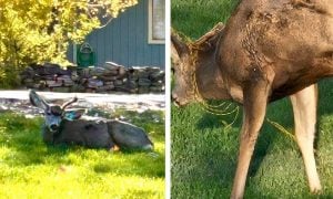 deer with broken antler and electrical rope