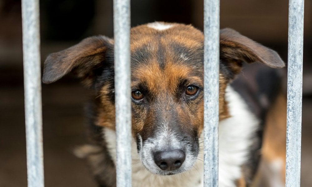 black, brown, and white dog in cage