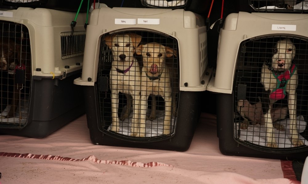 dogs in carriers on plane