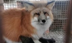 Fox in fur farm documented in LFT investigation