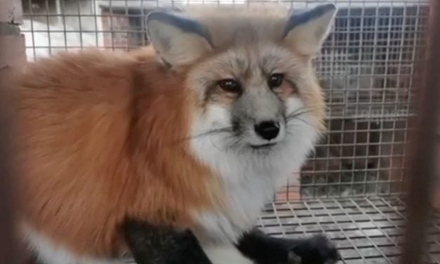 SIGN: Urge Luxury Fashion Company LVMH to Stop Supporting Animal Cruelty by Ending All Fur Sales