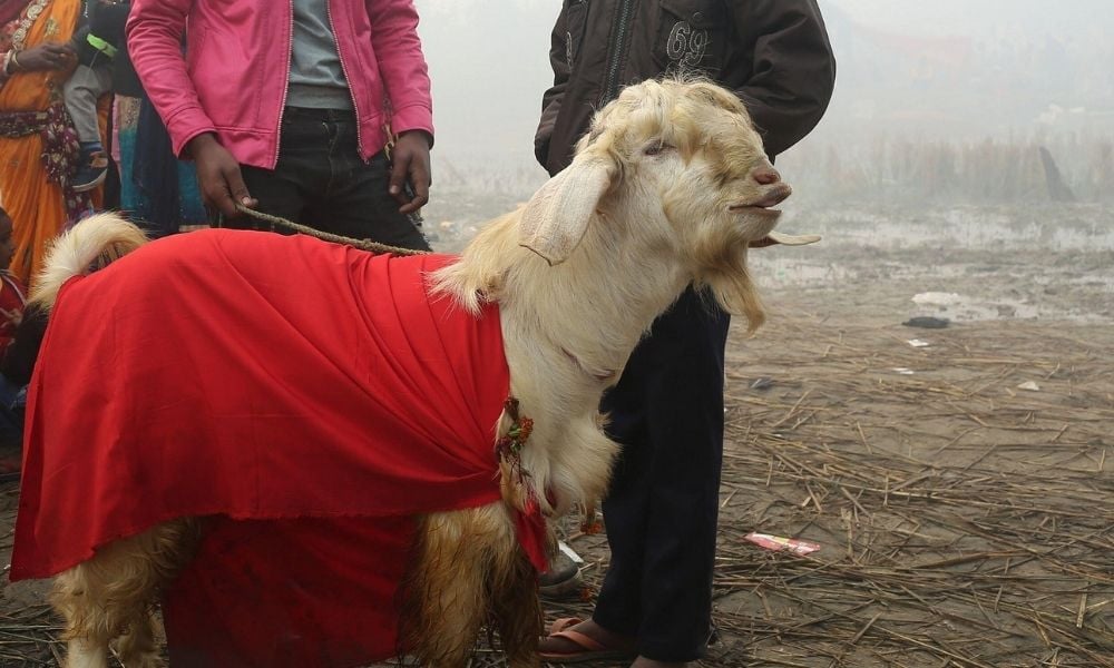 Goat at Gadhimai