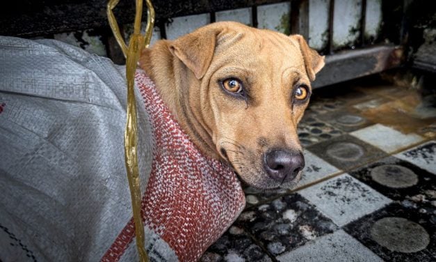 LFT Investigation Reveals Dogs Tied Up & Sold for Meat in Medan, Indonesia Despite Ban