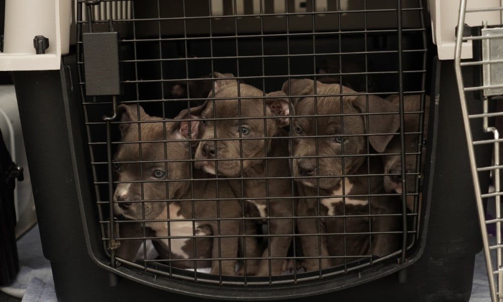 grey and white puppies in carrier