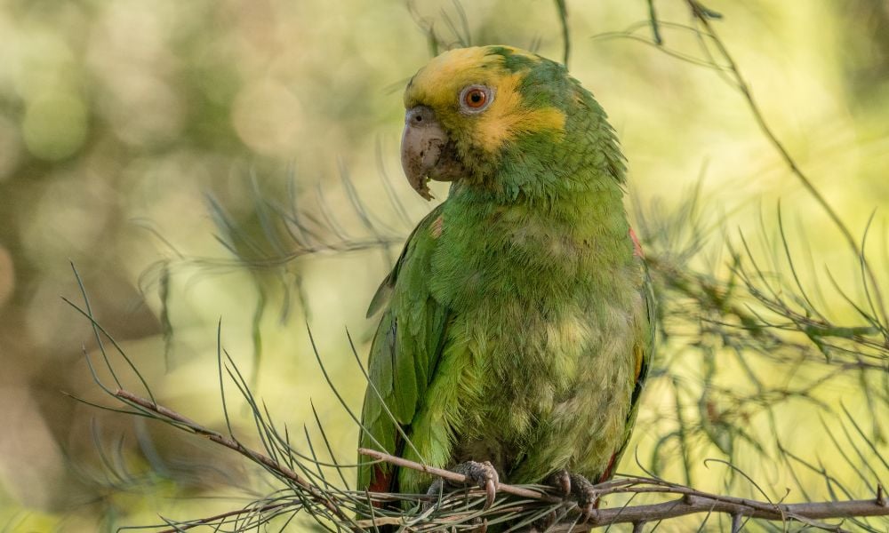 parrot in Pasadena